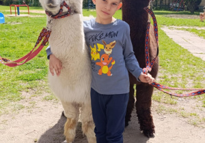 Chłopiec pozuje do zdjęcia z lamami