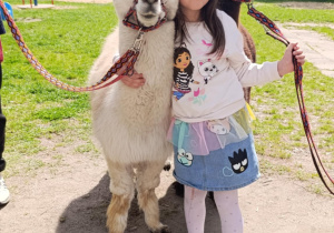 Dziewczynka pozuje do zdjęcia z lamami