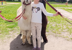 Dziewczynka pozuje do zdjęcia z lamami