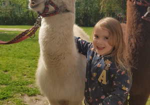 Spotkanie z alpakami.