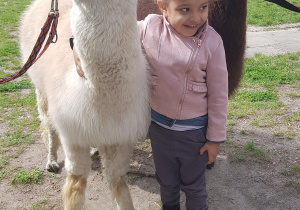 Spotkanie z alpakami.