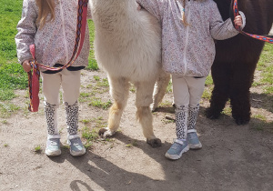 Spotkanie z alpakami.