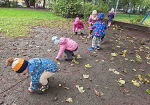 Dzieci w ogrodzie przedszkolnym zbierają kasztany.