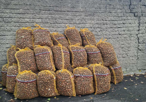 Kasztany w dużych ażurowych workach