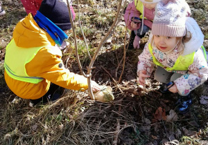 Dzieci oglądają rośliny.
