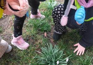 Dzieci kucają nad przebiśniegami