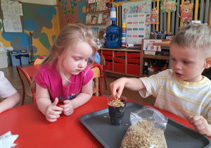 Chłopiec sadzi owies