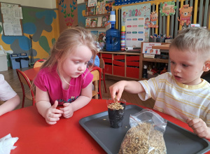 Zabawa przyrodnicza - sadzimy owies i szczypiorek