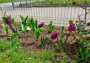 Cztery fioletowe rozkwitnięte hiacynty pośród nierozkwitniętych jeszcze tulipanów
