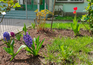 Tulipany i hiacynty rosnące przez budynkiem przedszkola