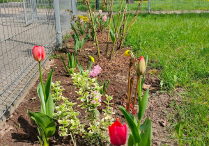 Tulipany roznące na grzadce w ogrodzie przedszkolnym