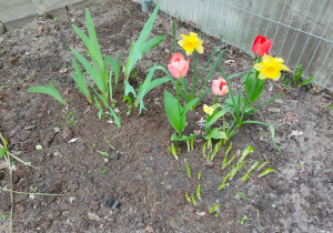 trzy różowe tulipany i dwa narcyzy rosnące przy ogrodzeniu przedszkola