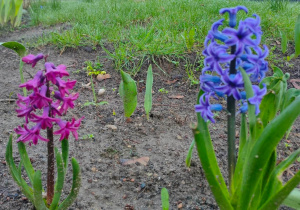 Fioletowy i niebieski hiacynt rosnący w ziemi