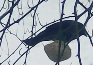 Duży ptak siedzący na kuli z pożywieniem