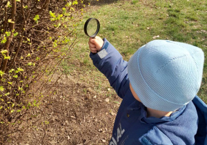 Chłopiec ogląda przez lupę pączki zakwitające na gałązkach krzewu
